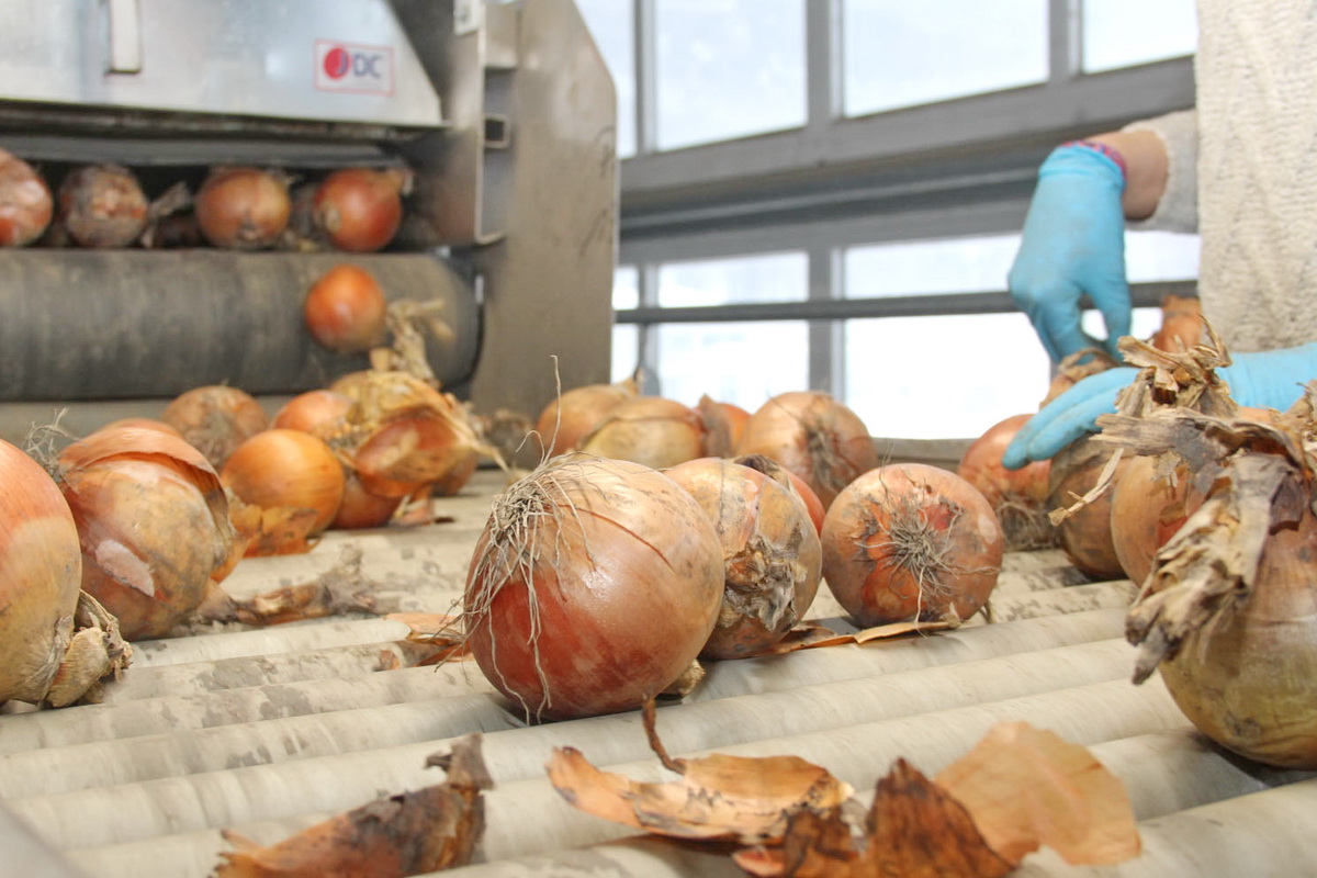 Sortierung der Zwiebeln